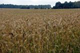 Hordeum vulgare