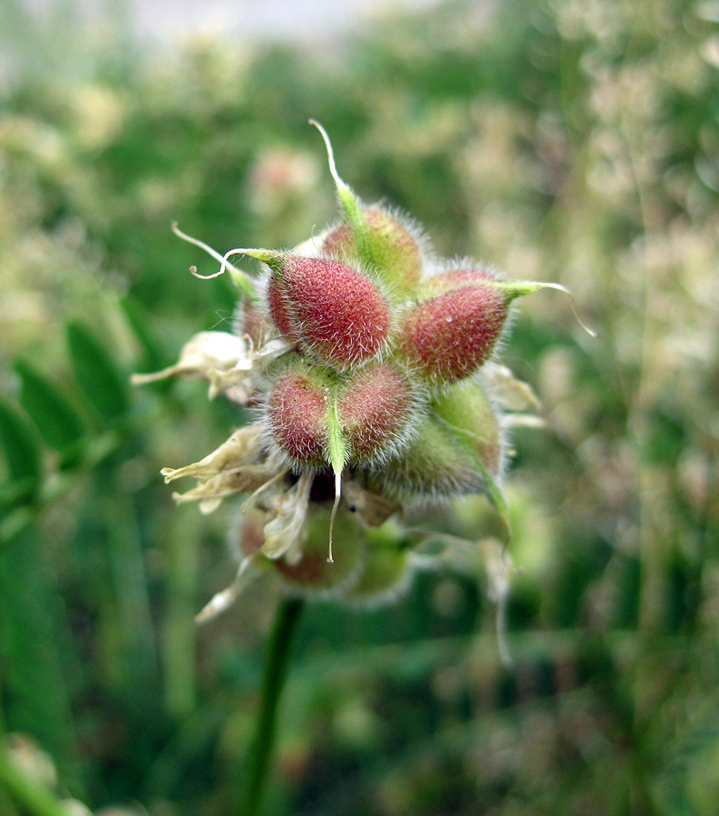 Изображение особи Astragalus cicer.