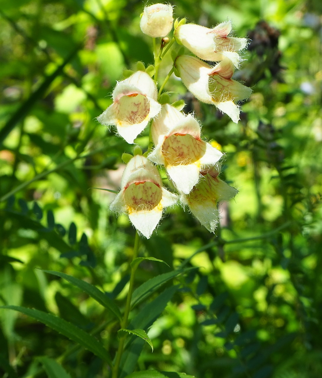 Image of Digitalis ciliata specimen.