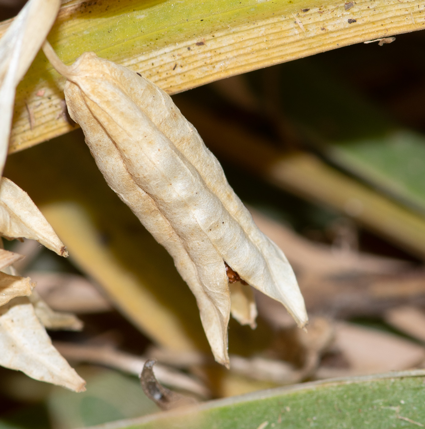 Изображение особи Ferraria crispa.