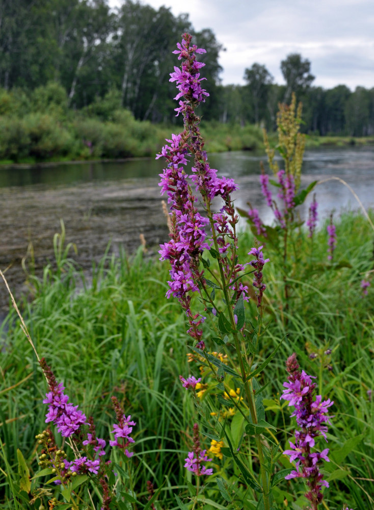 Image of Lythrum salicaria specimen.