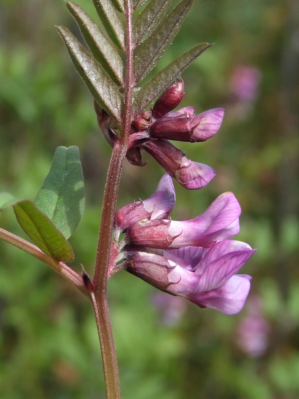 Image of Vicia sepium specimen.