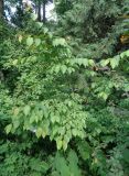 Cerasus sachalinensis