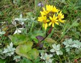 Ligularia hodgsonii