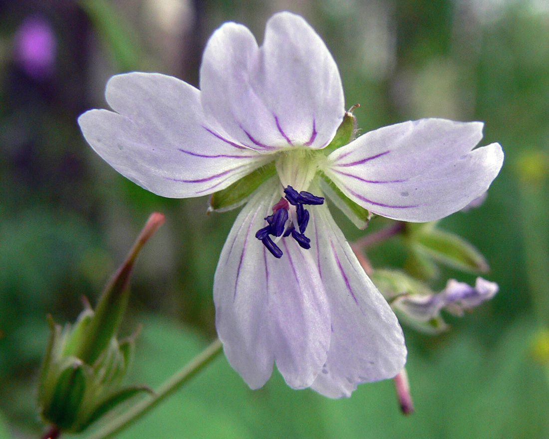 Изображение особи Geranium krylovii.