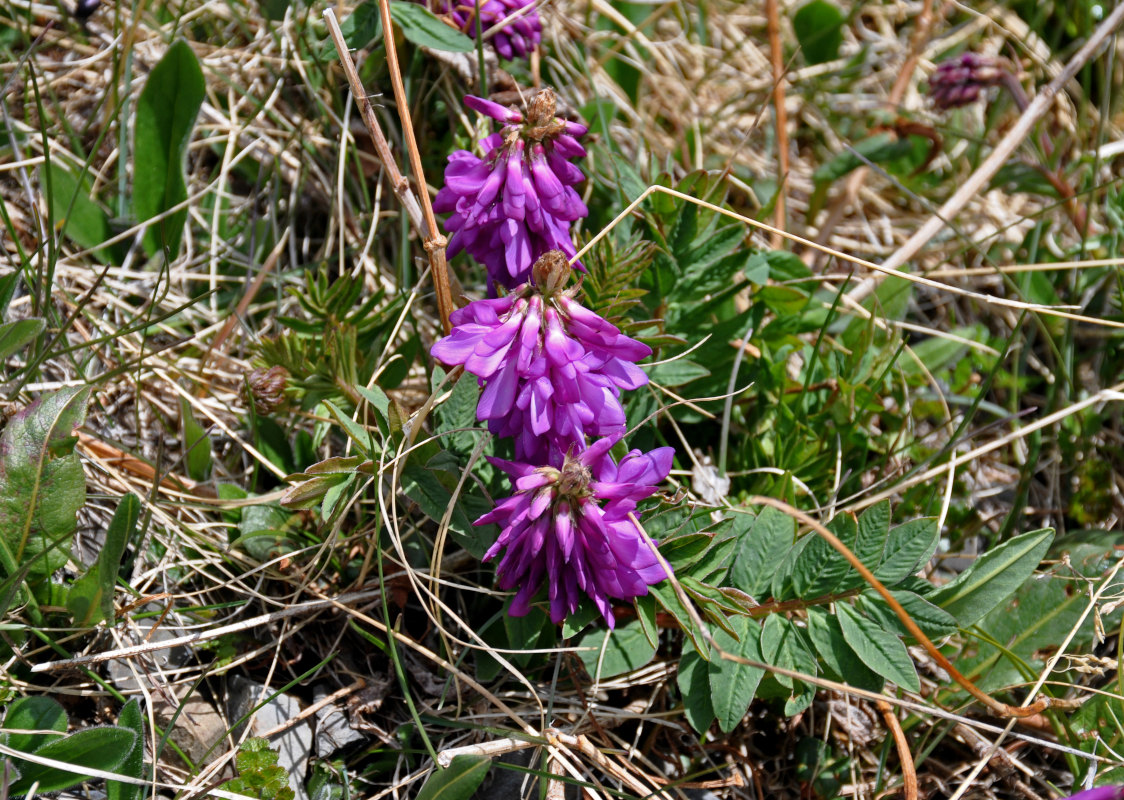 Изображение особи Hedysarum austrosibiricum.