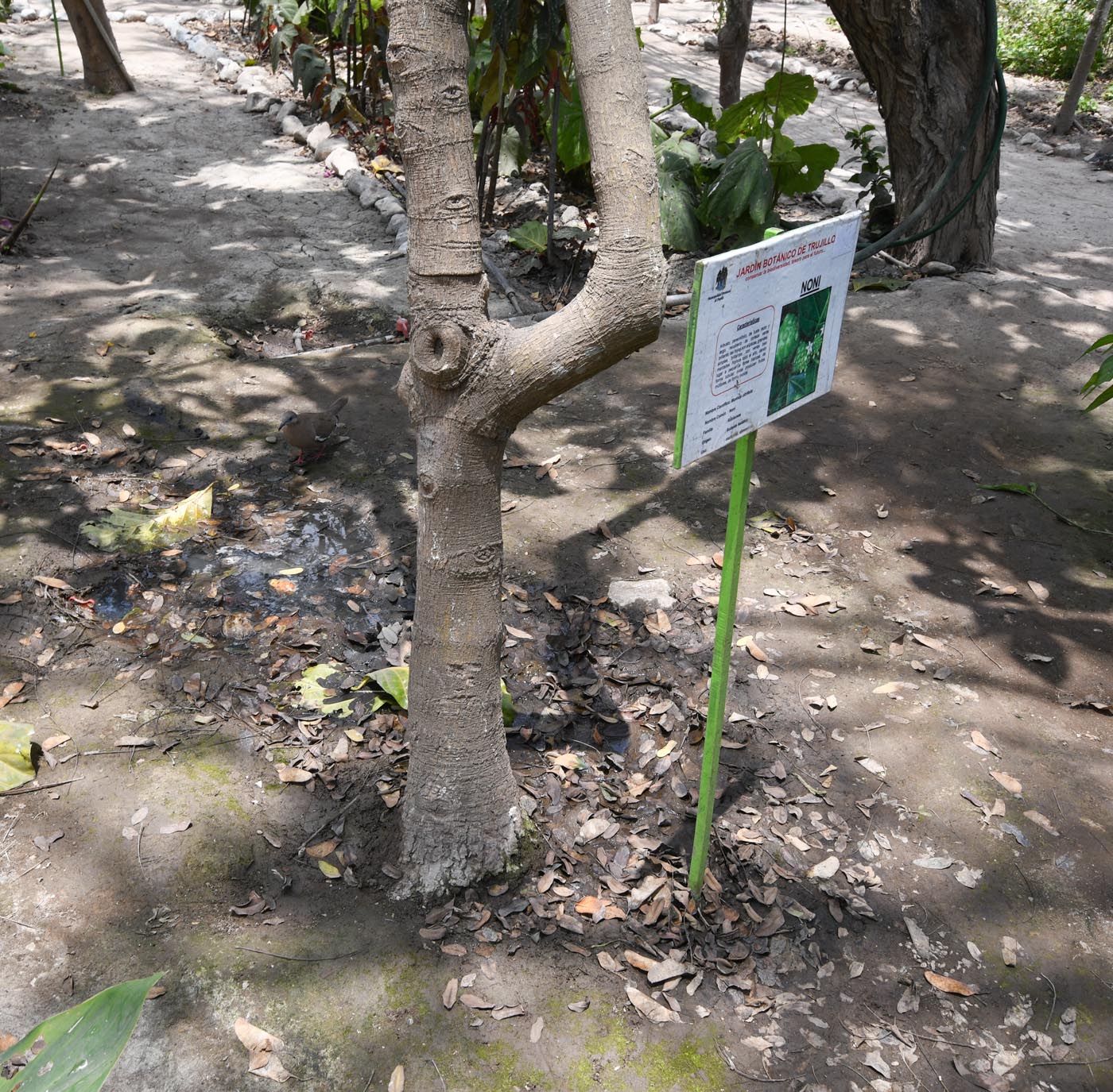 Image of Morinda citrifolia specimen.