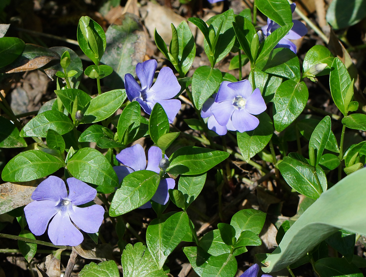 Image of Vinca minor specimen.