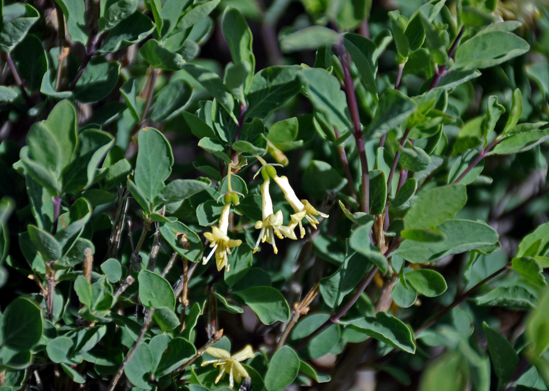 Image of Lonicera microphylla specimen.