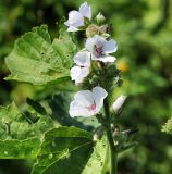 Althaea officinalis. Соцветие. Ростовская обл., Верхнедонской р-н, станица Казанская, р. Дон, левый берег рядом с пляжем. 17.08.2018.