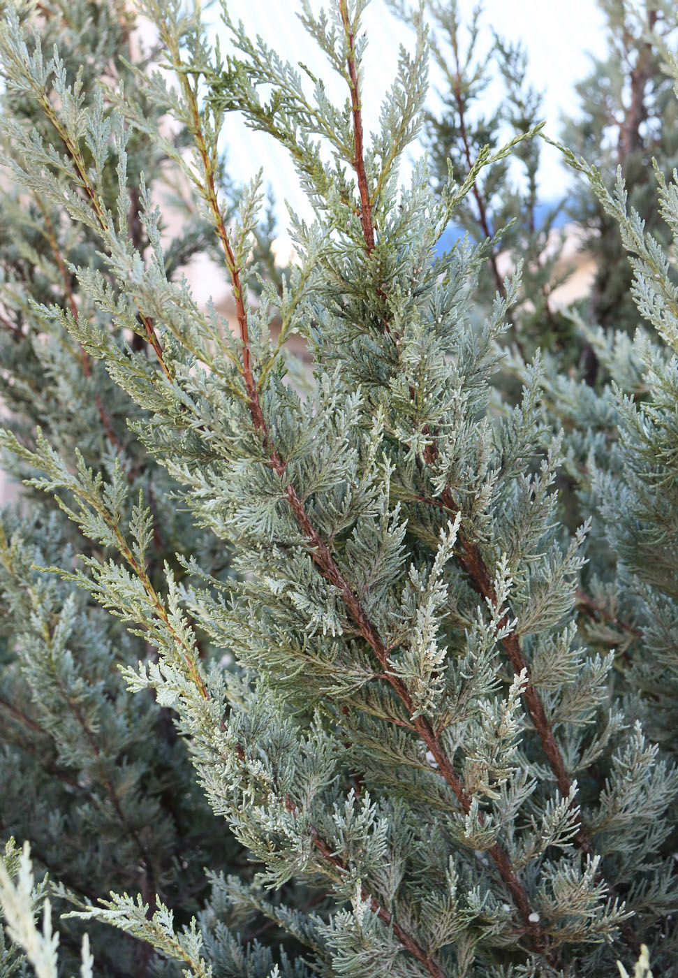 Image of Chamaecyparis lawsoniana specimen.