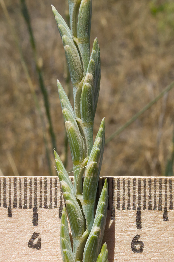 Изображение особи Elytrigia obtusiflora.