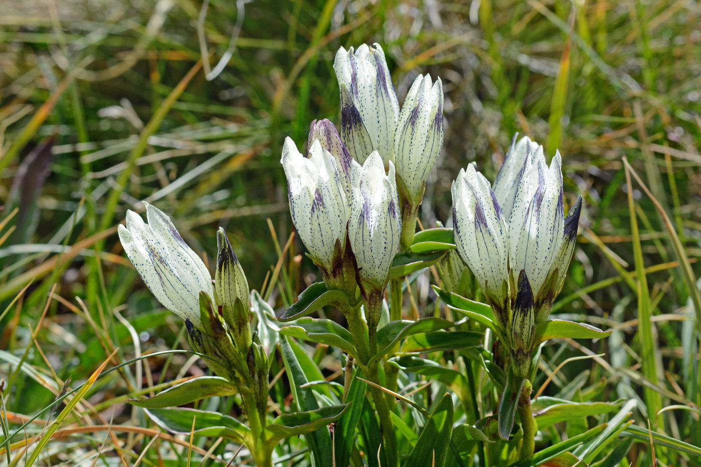 Изображение особи Gentiana algida.