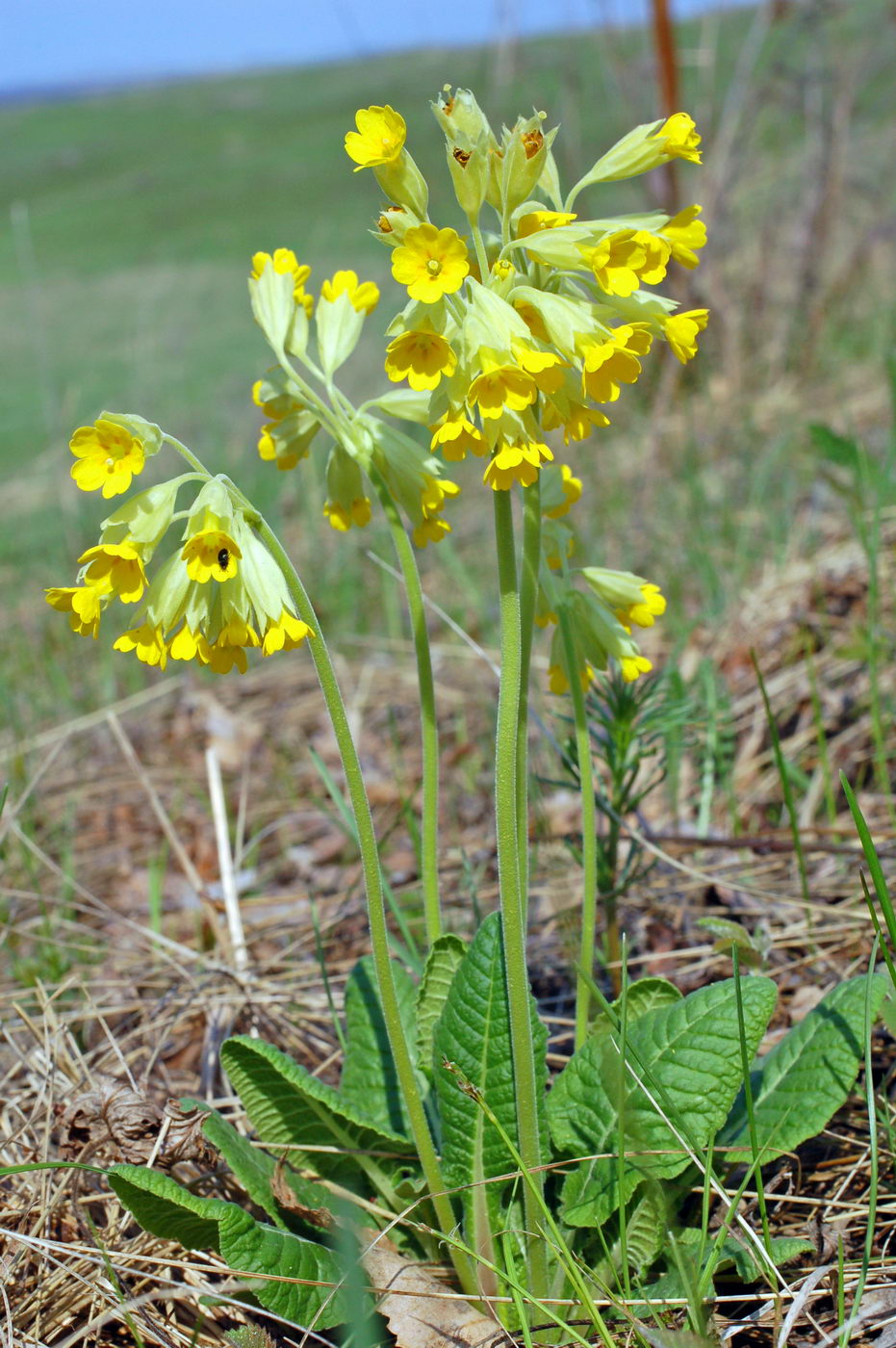 Изображение особи Primula macrocalyx.