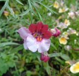 Nemesia strumosa