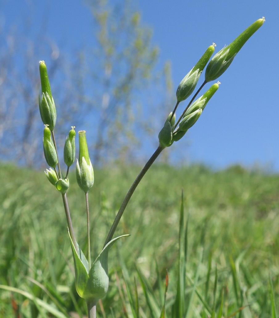 Изображение особи Cerastium perfoliatum.