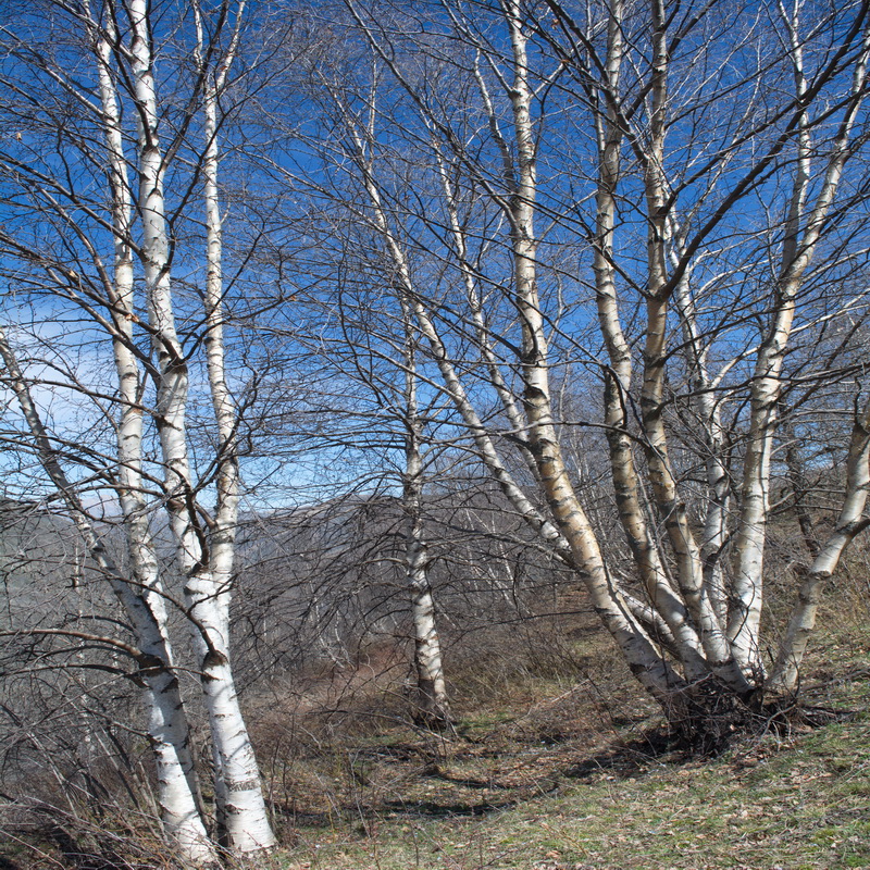 Изображение особи Betula litwinowii.