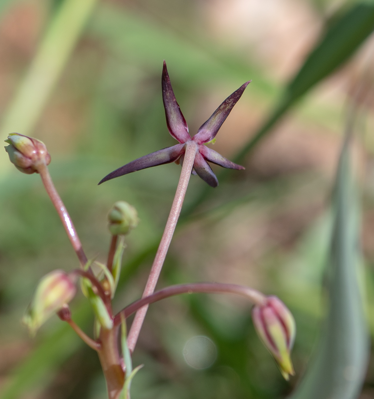 Image of Ornithoglossum vulgare specimen.