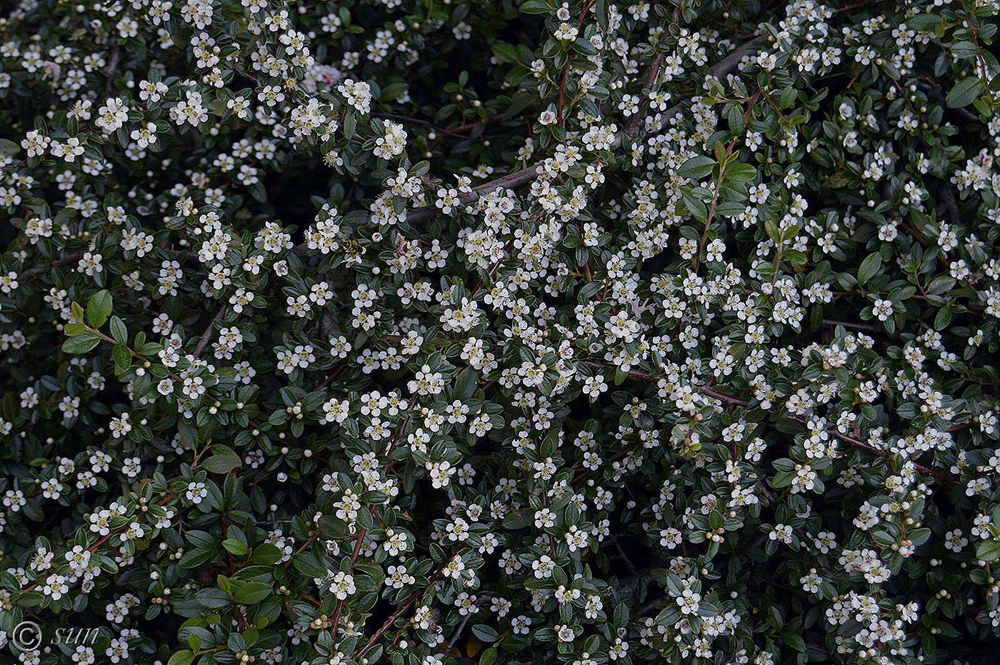 Image of Cotoneaster dammeri specimen.