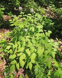 Actaea asiatica