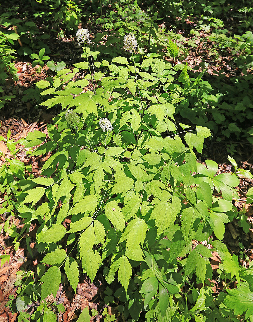Image of Actaea asiatica specimen.