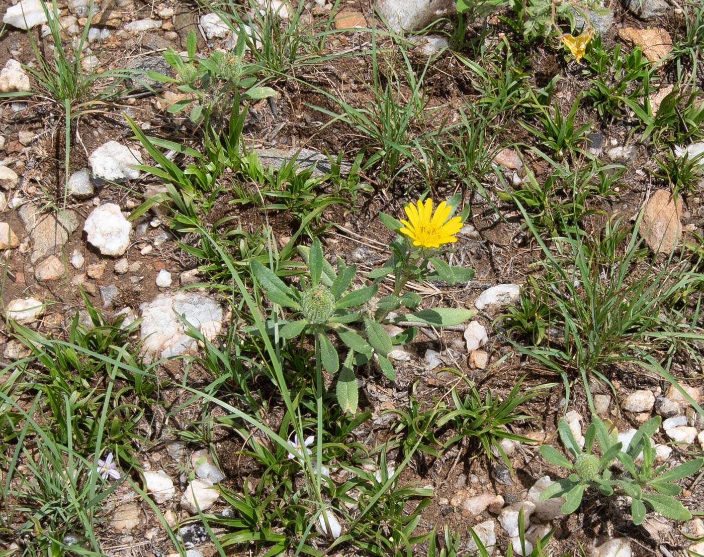 Image of Hirpicium gazanioides specimen.