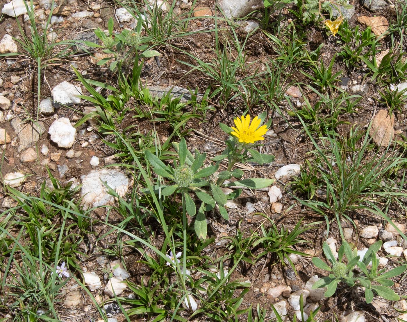 Изображение особи Hirpicium gazanioides.