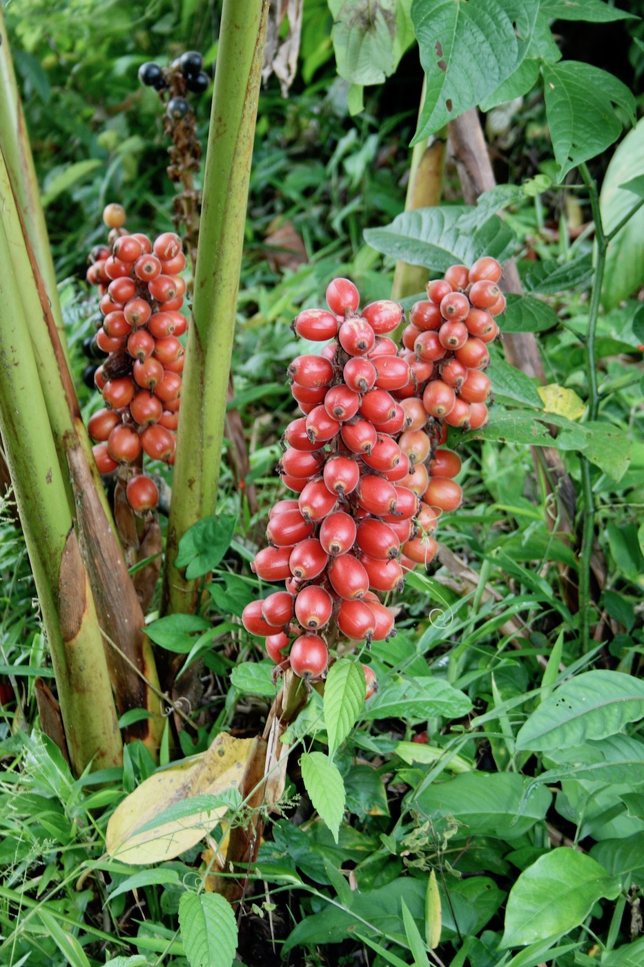 Изображение особи Renealmia alpinia.