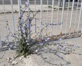 View full-size image Cichorium intybus