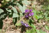 Vicia unijuga