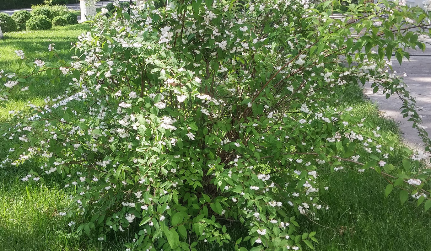 Изображение особи род Deutzia.