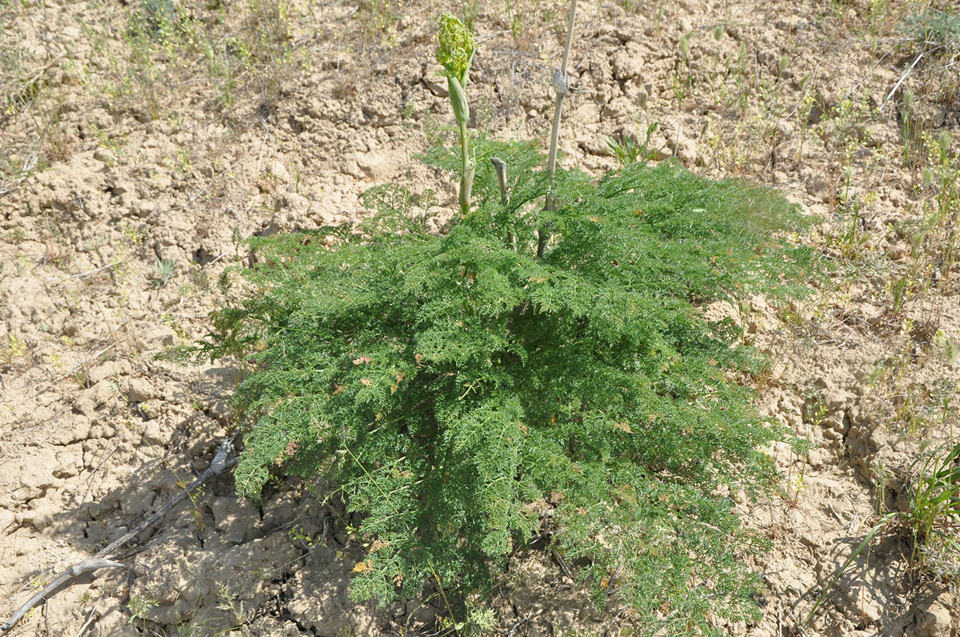 Изображение особи Ferula dissecta.