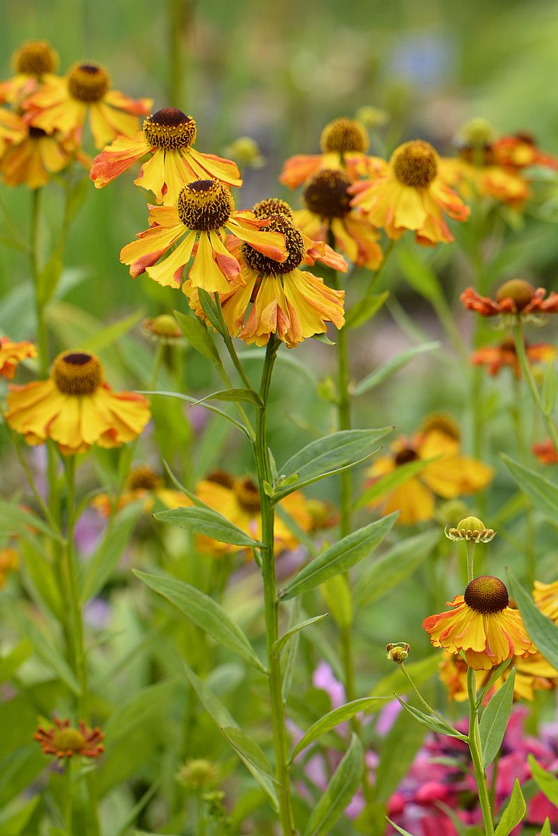 Изображение особи Helenium autumnale.