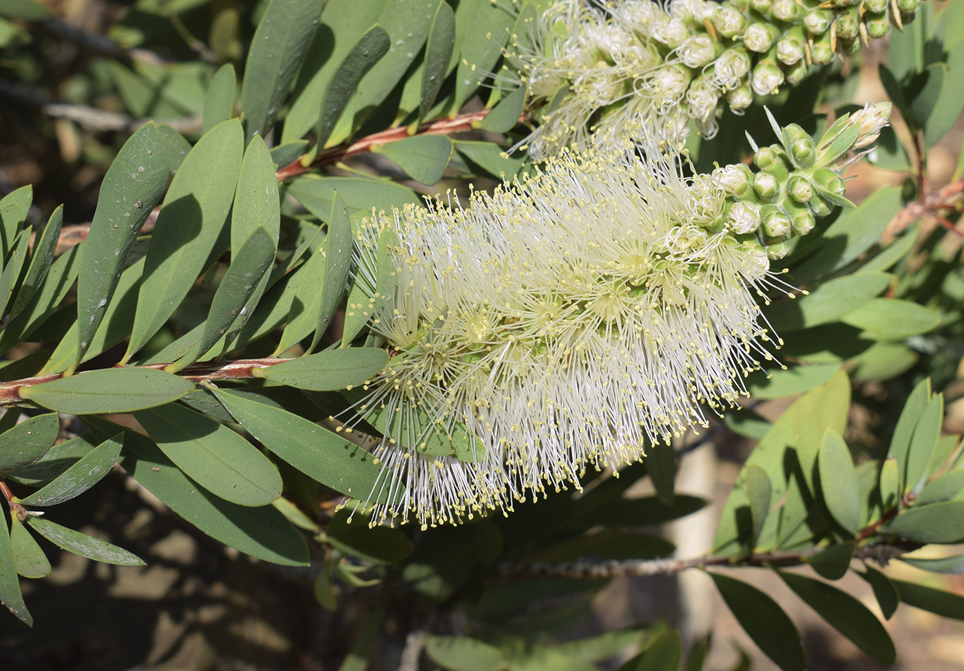 Image of Callistemon citrinus specimen.