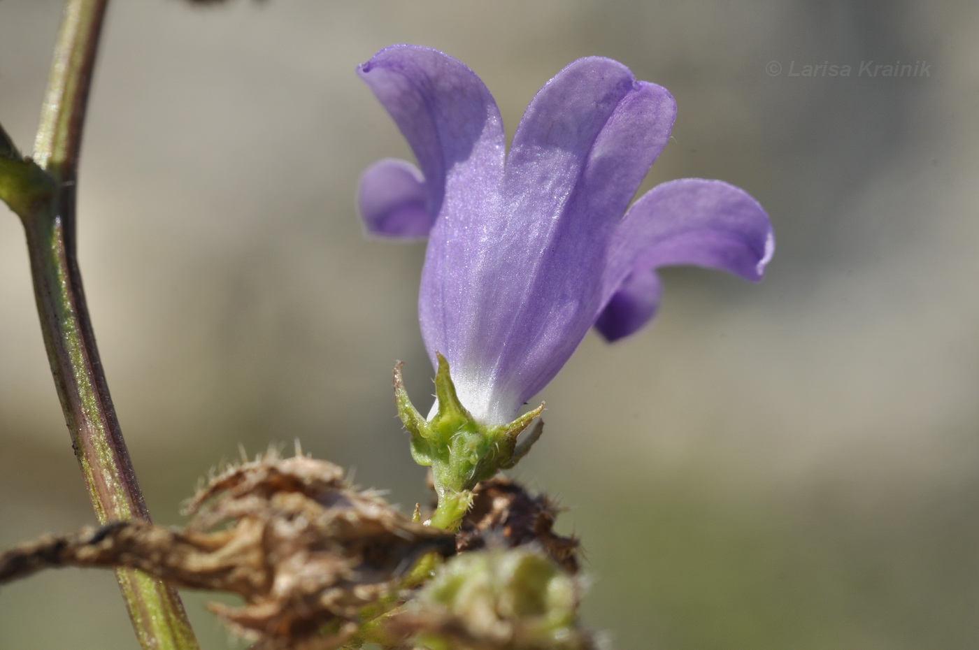 Image of Campanula taurica specimen.