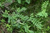 Astragalus variegatus