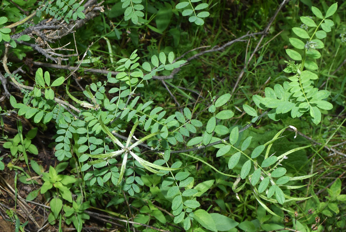Изображение особи Astragalus variegatus.