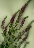 Lythrum intermedium