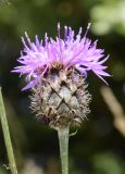 Centaurea cephalariifolia. Соцветие. Испания, автономное сообщество Каталония, провинция Барселона, комарка Бергеда, муниципалитет Сальдес, подножие горы Педрафорка, окр. смотр. площадки \"Гресолет\", 1557 м н.у.м., разнотравье на небольшом плато. 16.07.2020.