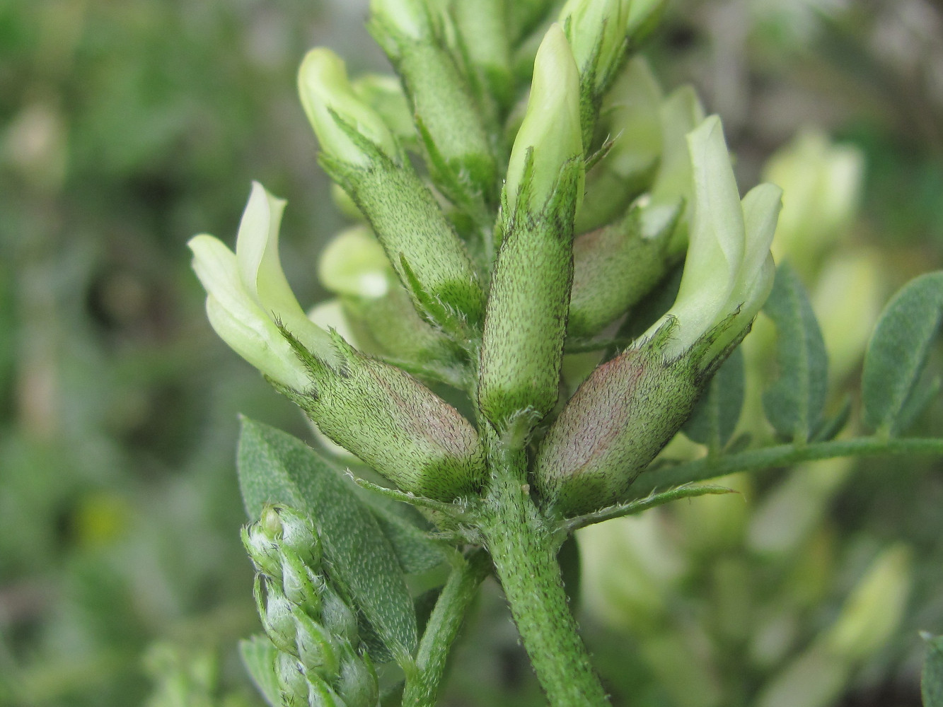 Image of Astragalus cicer specimen.