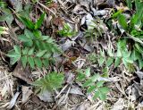 Filipendula ulmaria. Молодые листья. Новая Москва, дер. Ярцево, берег пруда. 03.05.2019.