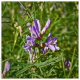 Astragalus arenarius. Соцветие. Республика Татарстан, Волжско-Камский заповедник, 28.06.2006.