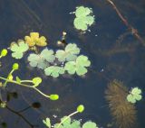 Ranunculus natans