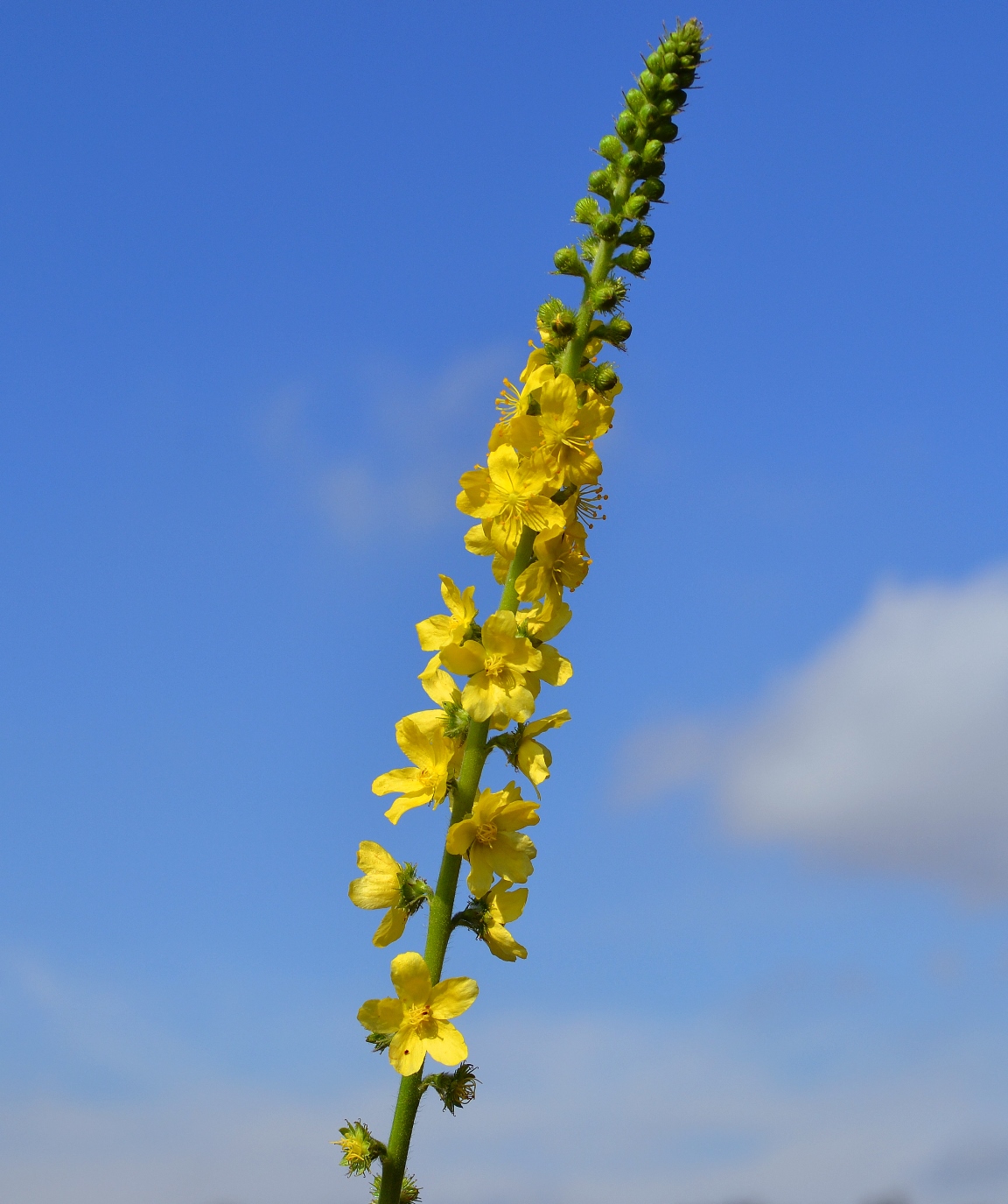 Image of Agrimonia eupatoria specimen.