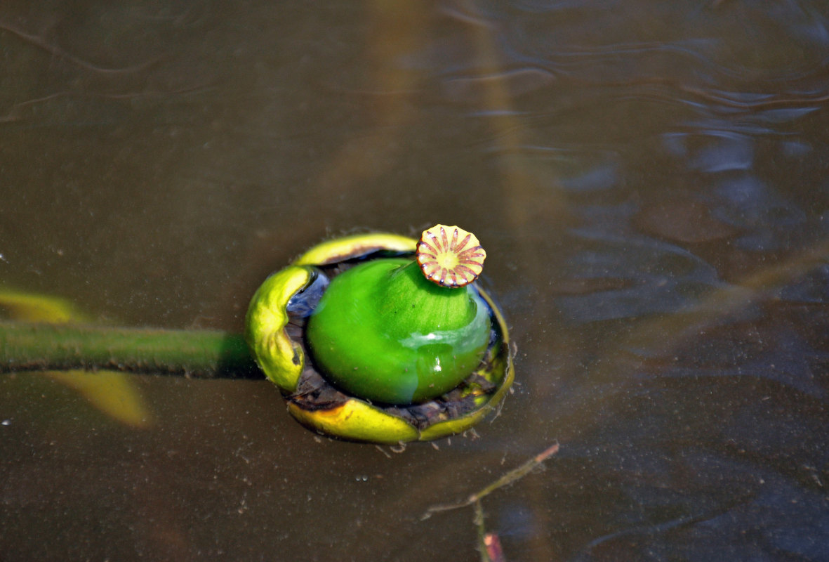 Image of Nuphar lutea specimen.