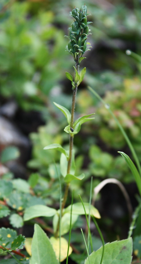 Image of Veronica alpina specimen.