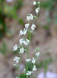 Silene dichotoma. Верхушка побега с соцветием. Краснодарский край, МО г. Анапа, окр. с. Сукко, окр. оз. Сукко, каменистая осыпь вдоль дороги к озеру. 10.06.2019.