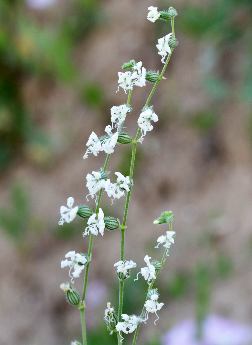 Изображение особи Silene dichotoma.