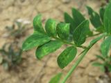 Lathyrus niger