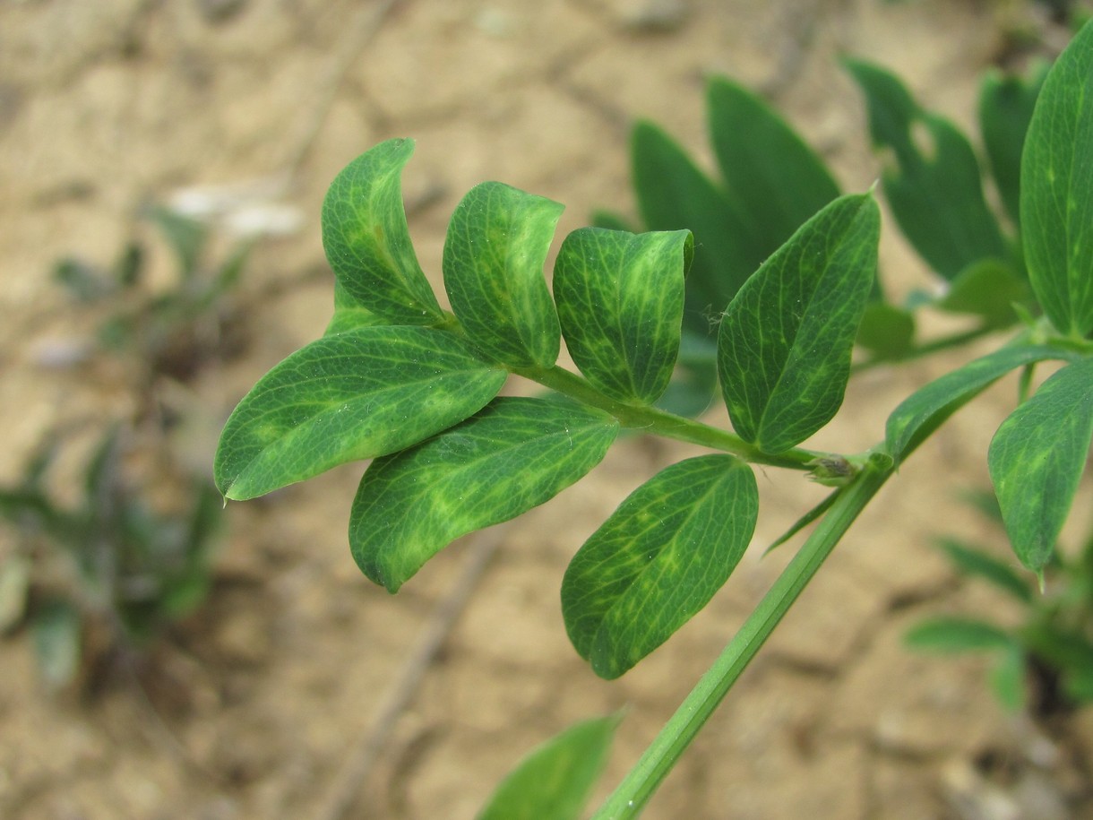 Изображение особи Lathyrus niger.